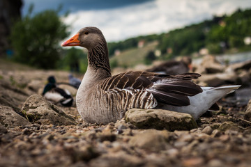 Cute duck