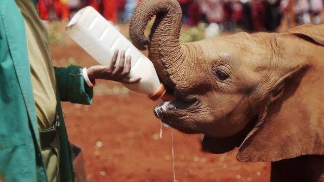Feeding a bany elephant with milk at Elephant's Orphanage Nairobi