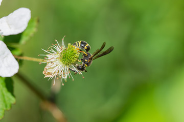 Wasp macro.  Wasp on a blackberry flower. 