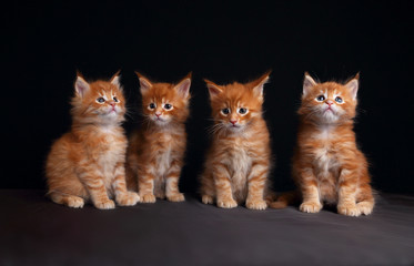 Fototapeta na wymiar Four adorable red solid maine coon kittens sitting with beautifu