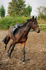 Horse harness  on the racetrack .