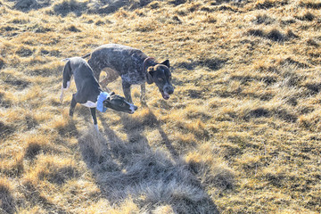 Whippet and German Pointer playing in autumn