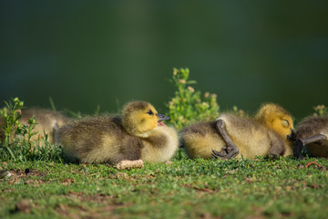 New life.  Baby geese laying in the green spring grass. 