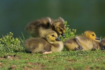 Fuzzy baby geese.  Adorable nature.  