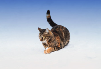 fun striped kitten playing with snow in winter on the street