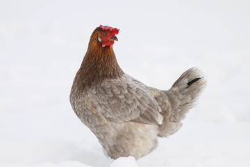 funny hen walks in winter and white snow