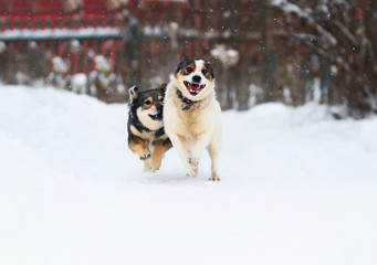 two funny dogs are running happily over the white snow in the winter