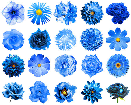 Fototapeta Mix collage of natural and surreal blue flowers 20 in 1: peony, dahlia, primula, aster, daisy, rose, gerbera, clove, chrysanthemum, cornflower, flax, pelargonium isolated on white