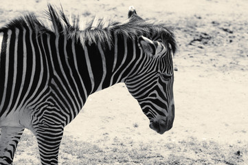 trauriges Zebra 