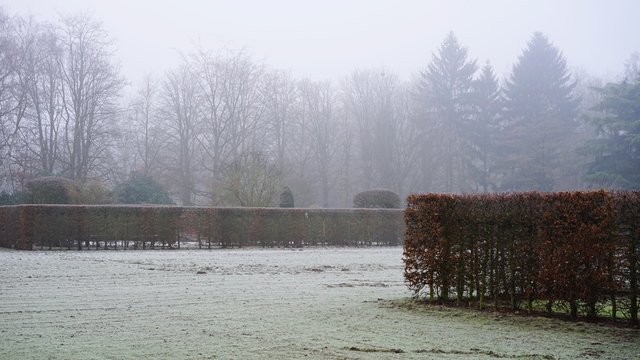 Misty morning in Middelheim park in Antwerp