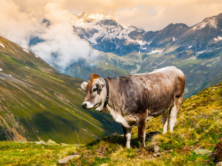 Fototapeta na wymiar Alpine cow grazing in the mountains, Alps, Switzerland, Europe