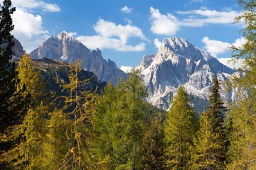 Larch wood and Le Tofane Gruppe, Dolomiti, Italy