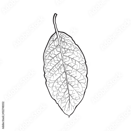 "Hand drawn dry tobacco leaf, sketch vector illustration isolated on