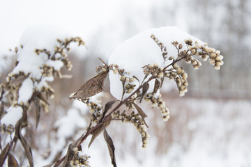 Winter background. Dry spikelets grass covered with a frost. Shallow dof.
