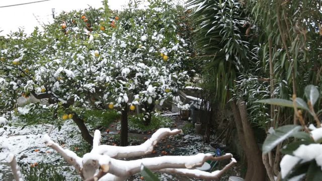 Giardino con alberi di arance e limoni innevato
