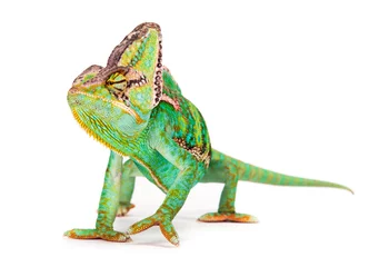 Foto op Plexiglas Kameleon Gesluierde kameleon (chamaeleo calyptratus) close-up.