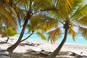 Beach chairs in the shade of exotic palm trees on white sand beach of Saona island in Dominican republic