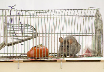little mouse in old cage eat a persimmon