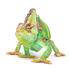 Veiled chameleon (chamaeleo calyptratus) close-up. © Lukas Gojda