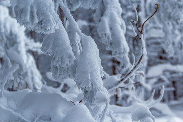 Spruce branch in winter