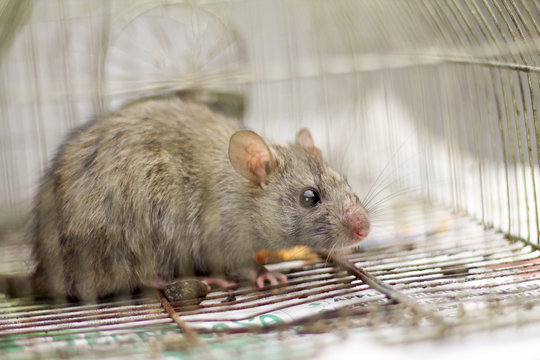 young  field mouse in a cage