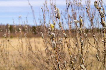 Obraz premium blooming willow against the blue sky