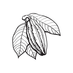 Hand drawn ripe cacao fruit hanging on a branch, sketch style vector illustration isolated on white background. Colorful illustration of cacao fruit with leaves hanging on a tree