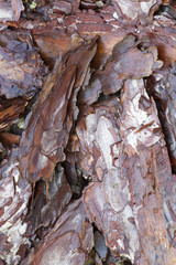 wooden texture- Bark of Pine Tree.