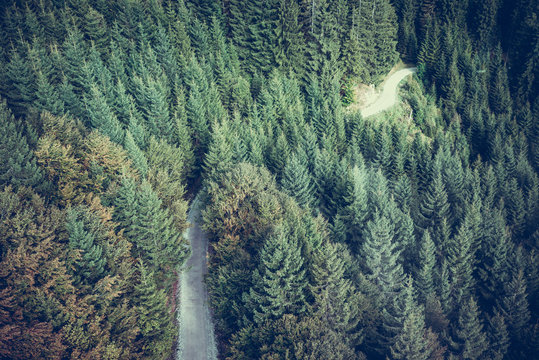 Fototapeta Fir forest view from above - beautiful nature of forest