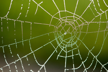 Spinnennetz