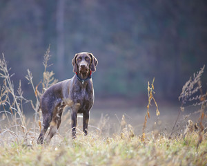 German shorthaired pointer - Hunter dog