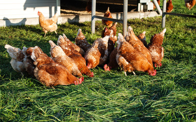 Freilandhühner beim Fressen auf einer grünen Wiese in Schleswig-Holstein, Deutschland, Gallus gallus domesticus 