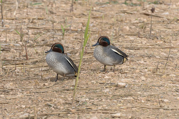 Wild ducks walk in natural wildlife refuge