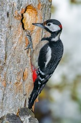 Great spotted woodpecker at a cavity on a tree trunk