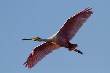 Obraz premium Gliding Roseate Spoonbill