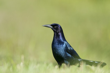 Grackle on the Ground