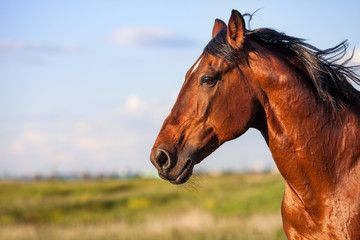 Portrait bay horse on a background of field