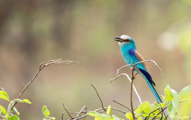 Colorfull bird, Abyssinian roller bird, Coracias abyssinicus in Benoue National park, Cameroon.