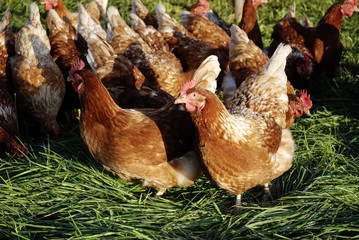 Freilandhühner beim Fressen auf einer grünen Wiese in Schleswig-Holstein, Deutschland, Gallus gallus domesticus