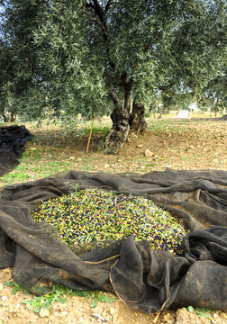 Traditional harvest of olives, Spain