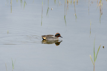 Duck swimming in lake reflects in quiet water
