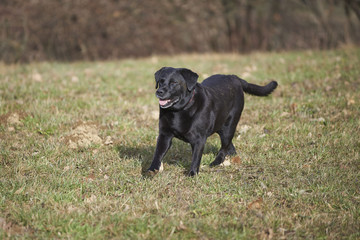 Black labrador dog running