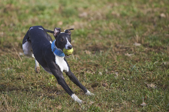 Whippet Running With The Ball