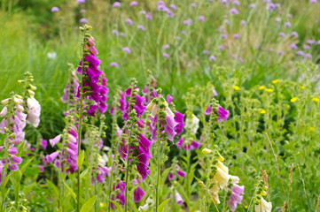 Naklejka premium Fingerhut Blumen - the purple flowers Common Foxglove