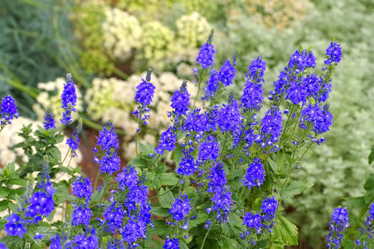 Ehrenpreis, Veronica crinita - Gypsyweed, Veronica crinita, a blue summer flower