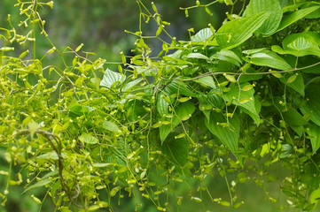 Fototapeta na wymiar Kaukasische Yams, Dioscorea caucasica - Yam, Dioscorea caucasica plant