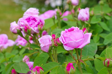 Fototapeta na wymiar Rose Madame Boll - the rose Rose Madame Boll in summer