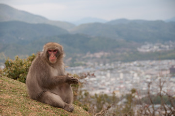 Japanese Macaque with Kyoto in the background