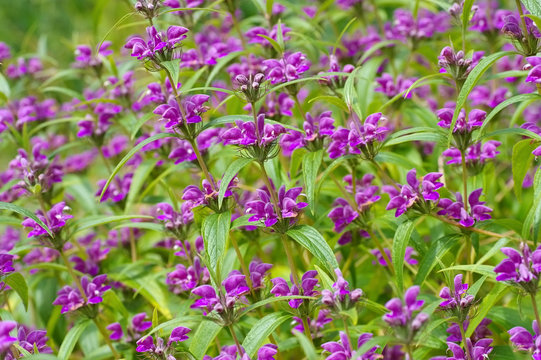 Wind-Brandkraut, Phlomis herba-venti - Phlomis herba-venti, a purple wildflower