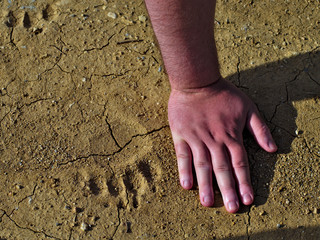 Footprint of baby bear compared to human hand.
